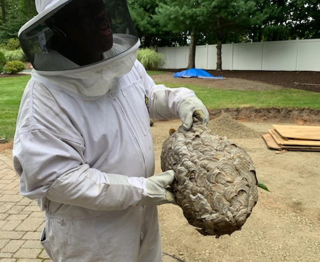 Pinnacle pest-control field work involving a large wasp nest
